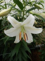 [5267 Casa Blanca VOF TL No01.JPG]